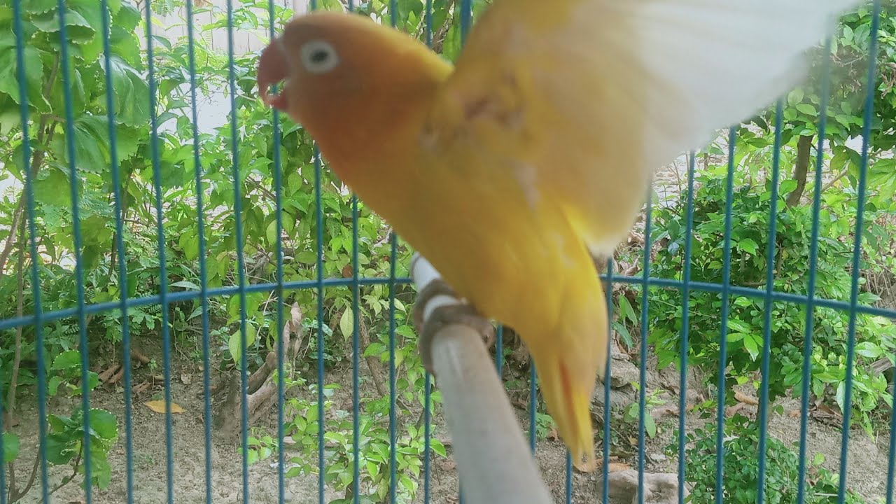 Terbaru 😱 masteran burung kicauan Lovebird konslet 