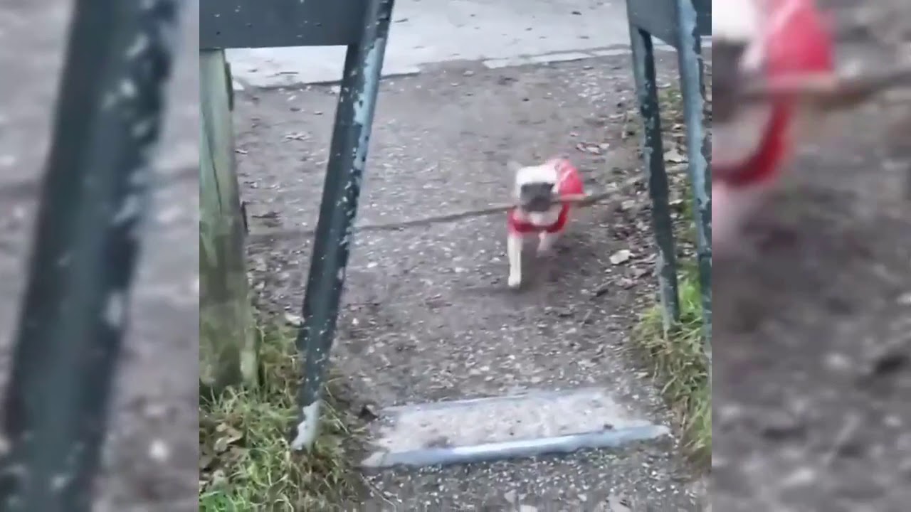 Ambitious French Bulldog's Stick is Too Big - YouTube