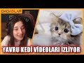 Pqueen - Yavru Kedi Videoları İzliyor !