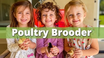 Chicken Brooder for Beginners | How to Get Ready for Baby Chicks