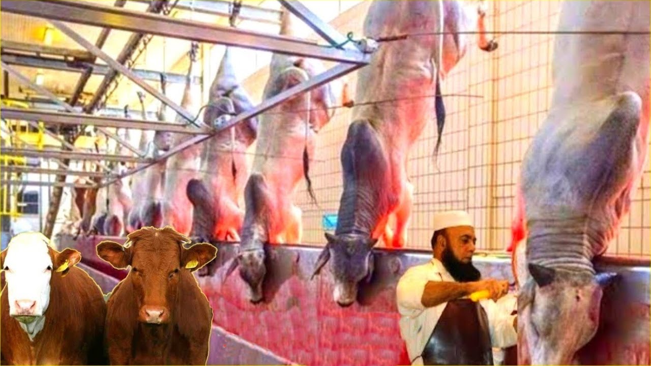 Modern Cattle Processing Factory Technology How to Farming Millions