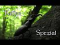 Insekten-Compilation: Käfer Spezial!