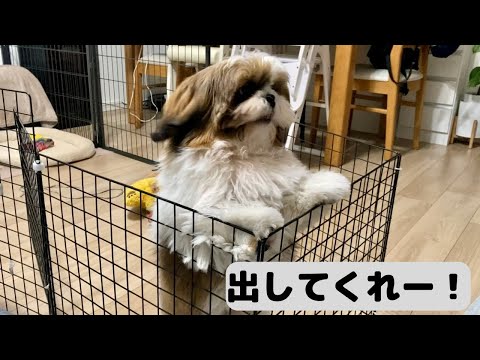 【生後５ヶ月シーズー】サークルから出して欲しいシーズーのアピールが可愛い