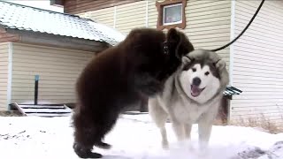 Dog Befriends Bear Cub