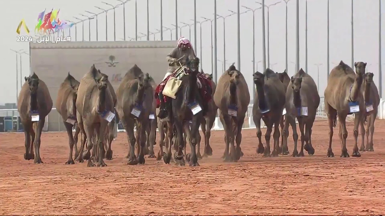 تحدّي الصياهد وعروض نخبة النخبة للوني ( الصفر - الشعل ) 