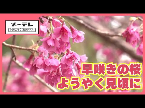 早咲きサクラがようやく見頃、名古屋・栄でオカメザクラ満開