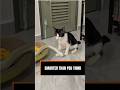 Your Cat Has Memorised Your House