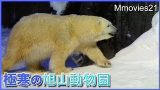 日本最北　極寒の旭山動物園　雪あかりの動物園 2018年2月12日