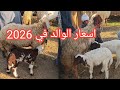 لأ لأ مش ممكن اسعار الغنم الوالده في 2026 والعشر والانيه من اكبر اسواق الجمهوريه وتغطيه كامله 