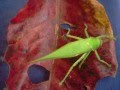 This is how katydid makes beeping sound