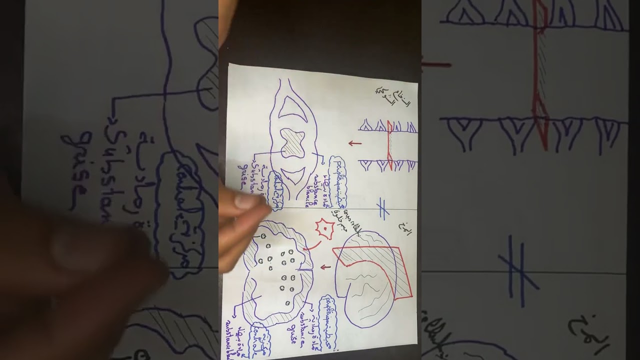 ملخص رائع للجهاز العصبي 1 : fonctions de relation résumé