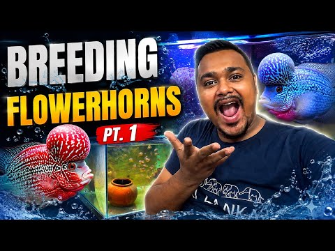 BREEDING FLOWERHORNS FOR THE FIRST TIME! 😱🐟 | Flowerhorn Breeding Pt. 1