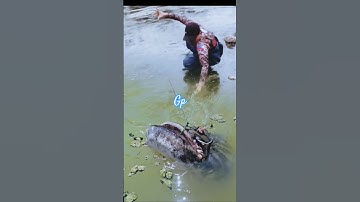 Menangkap IKAN lele JUmBO monster pakai tangan kosong #fishing #mancing #shortvideo