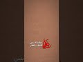 باب الفقره وباب الله حسن خريبط جديد استشهاد الامام علي عليه السلام اكسبلور لايك
