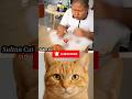 Can You Imagine #20 🤣⁉️#cat#meme#funny#trending#viralcat#dance#catvideo