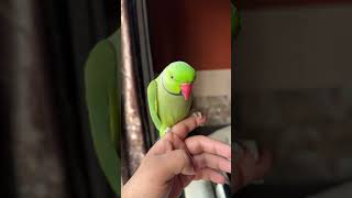 Papa Singing Parrot  parrot nonstoptalkingparrot funny parrotnoises