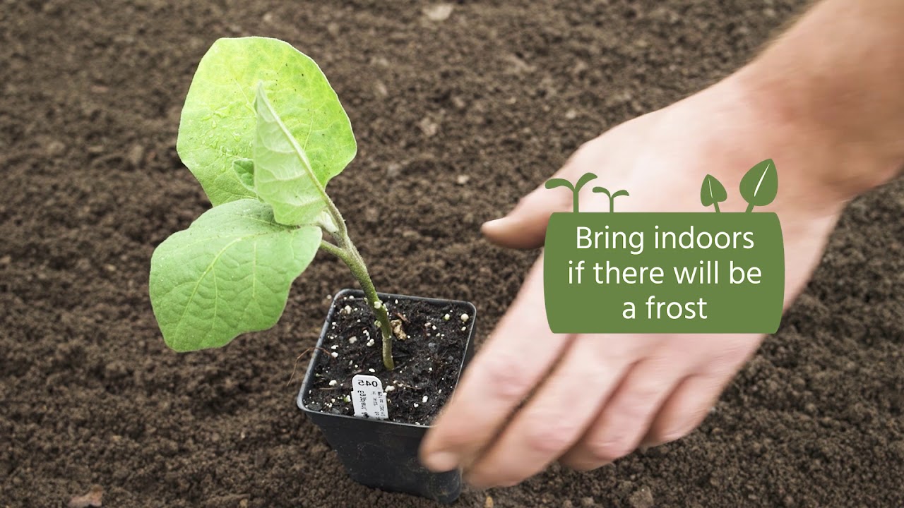 How To Transplant Your Seedlings YouTube