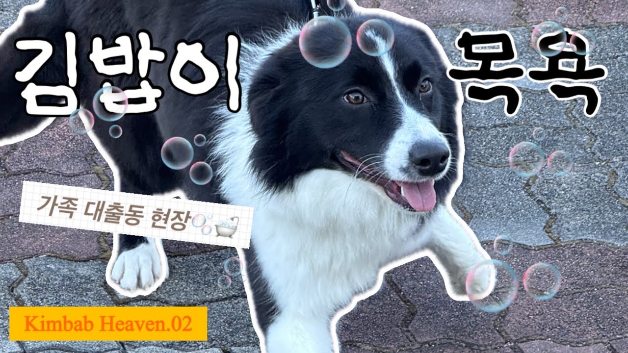 가족 대출동 현장🧑‍🧑‍🧒‍🧒, 유기견 입양 후 첫 목욕 감동🥺