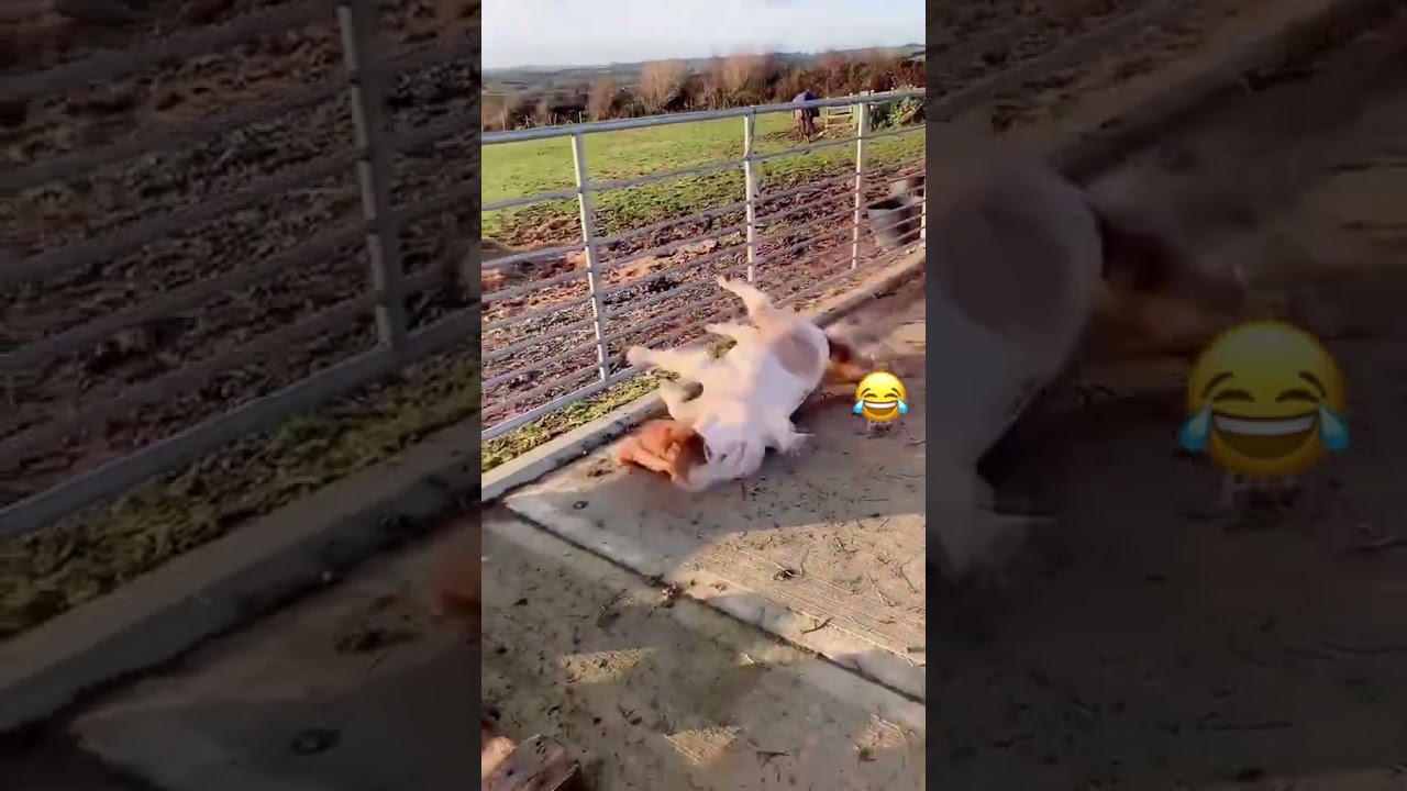 Funny Tiktok compilation 