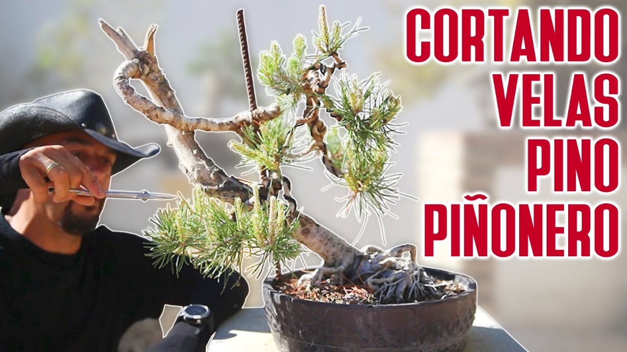 Alambrando Velas en pino piñonero bonsai