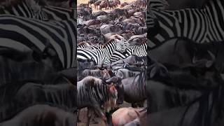The Great animal migration #wildlifeentertainment #animalfacts #wildlife #animals