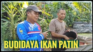 Budidaya ikan patin untuk bibit | kolam terpal