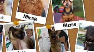 Kolby in Pets Supplies Plus Congrats Commercial, Albany NY