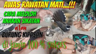 CARA MELOLOH ANAKAN SIKATAN / KIPASAN / MURAI JAWA || COCOK BUAT PEMULA YANG HOBI kicau@Jujum_Kicau