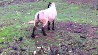 Wether Dam Ewe