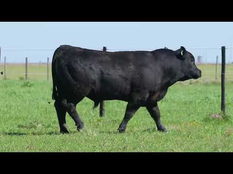 LOTE 8  - 2145