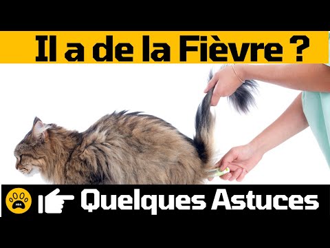 Vidéo: Comment empêcher un chat de déféquer dans la maison