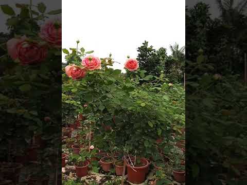 Video: Tìm hiểu về bụi hoa hồng Kordes