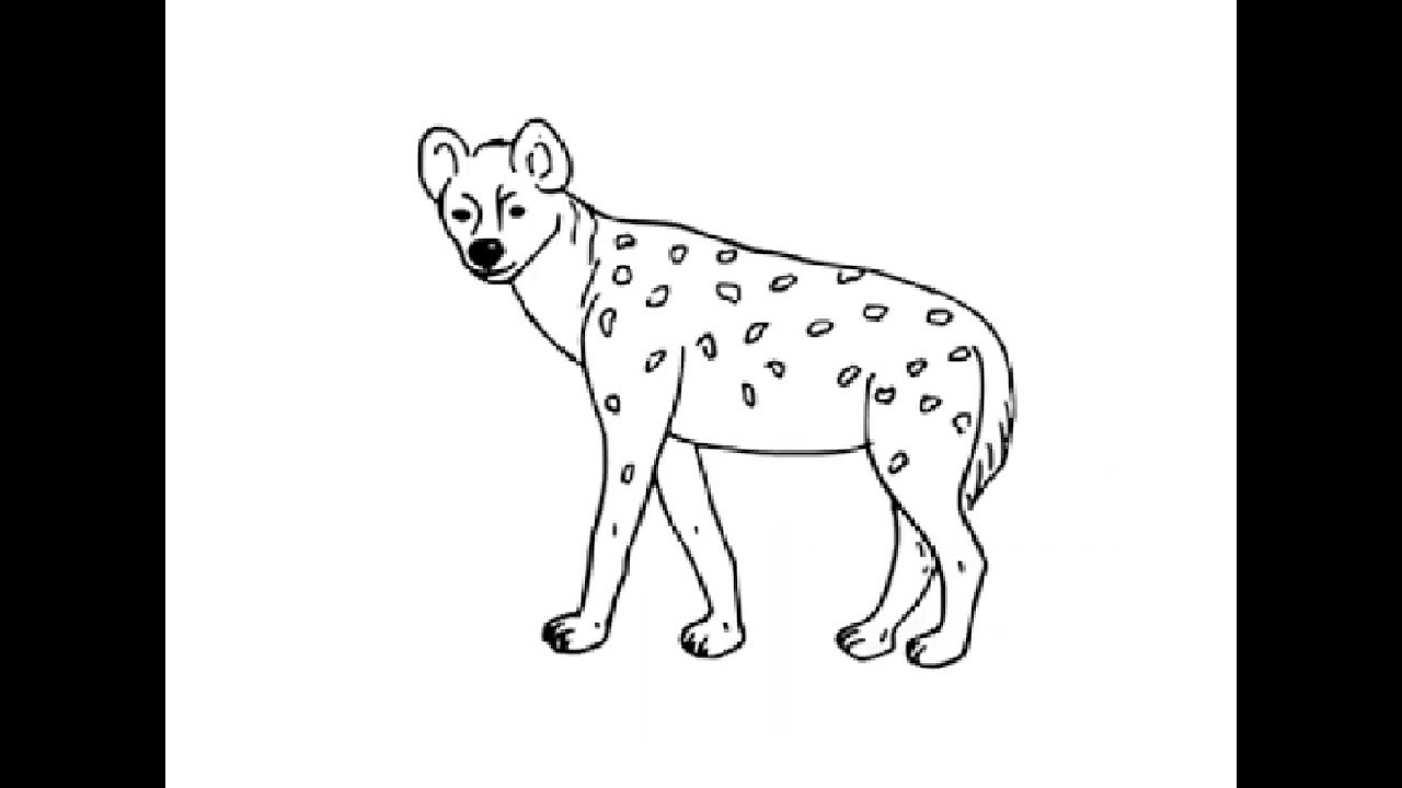 Hyena Drawing  How To Draw A Hyena Step By Step