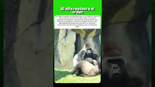 El alfa restaura el orden