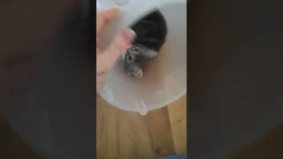 Kitten Tumbles In Bucket #shorts