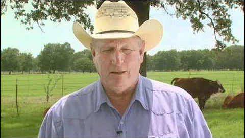 Cattle Handling Tips- Moving Bulls