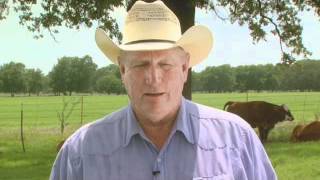 Cattle Handling Tips- Moving Bulls