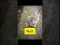 Wait for end 🤩🤪 #youtube #youtubeshorts #youtuber #cat #catlove #catvideos #cats #catshorts #cats