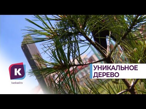 Видео: Уход за кедром деодар - узнайте, как ухаживать за деревьями кедра деодар