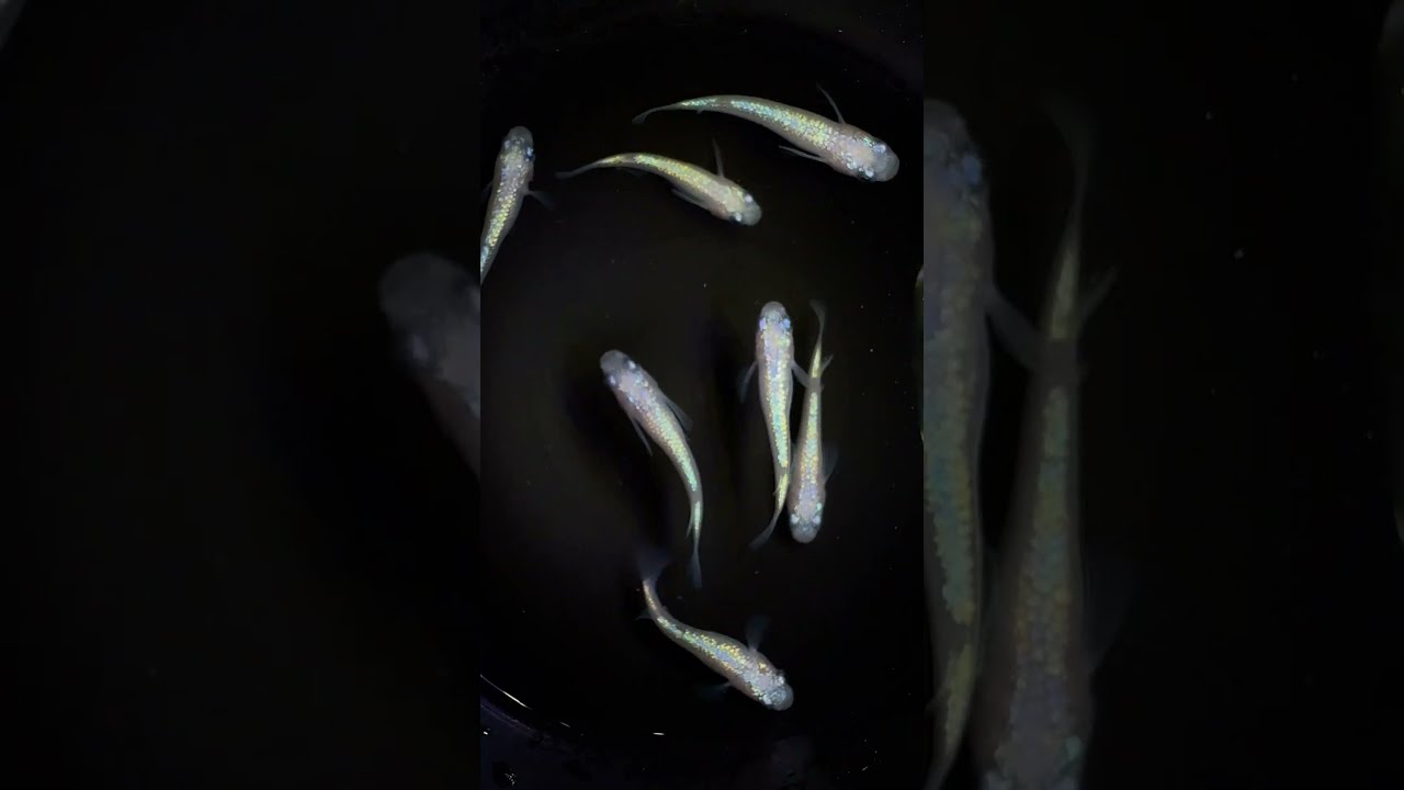 Neptune White Type Medaka 