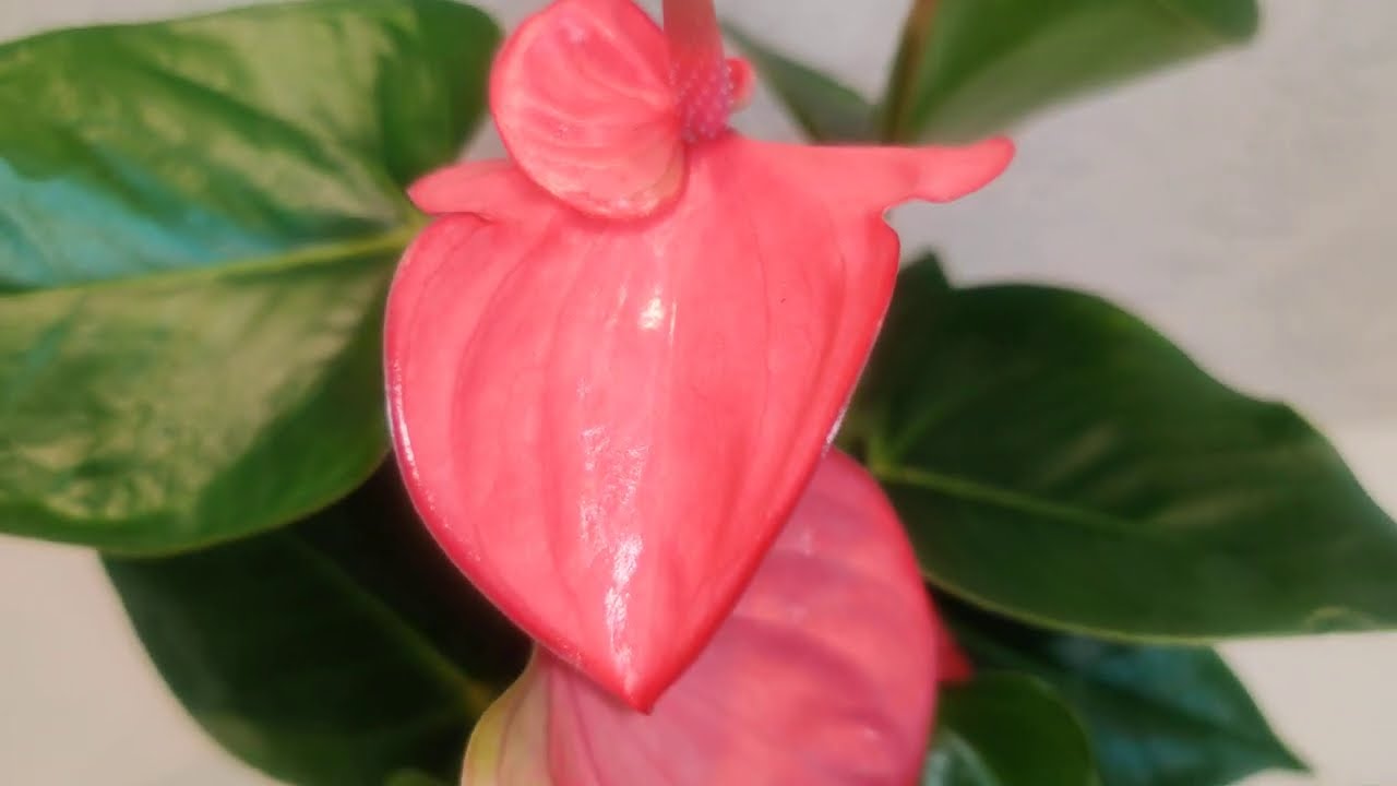 #ЦветыВместе