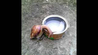 Snail drinking water
My sister called me to see this ! But by time I got to the scene with my camera , it stopped drinking , so misleading title kinda. Sorrrry ! Snail drinking water