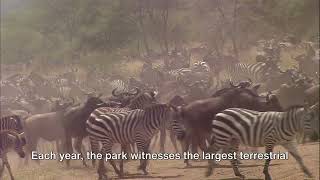 Tanzania Safari  A Wild Adventure