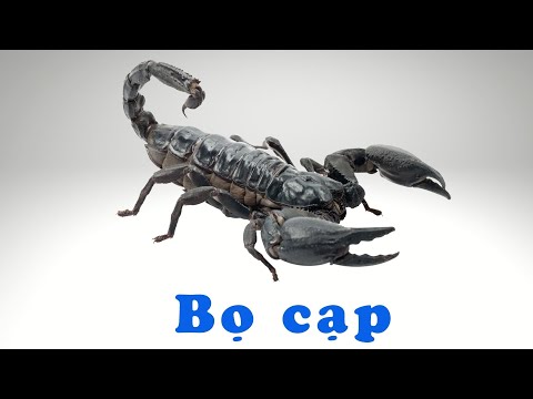 Video DẠY TRẺ HỌC NÓI SỚM| Giúp bé nhận biết các loại côn... - youtube