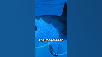 What if a Kraken fought a Megalodon | The Ultimate Sea Battle