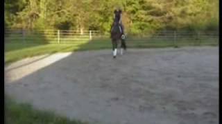 SOLD:   6yo Thoroughbred Mare