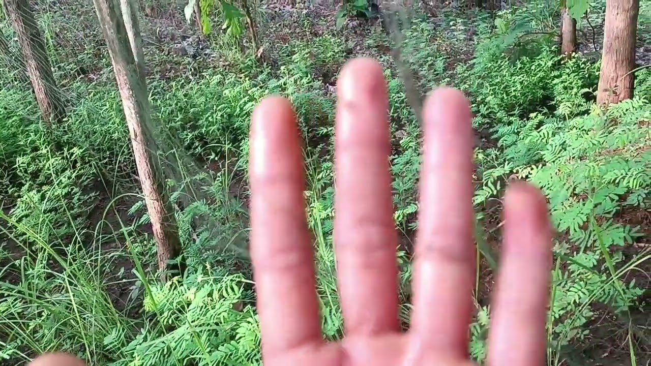 jaring ayam hutan hijau. di ladang jati.