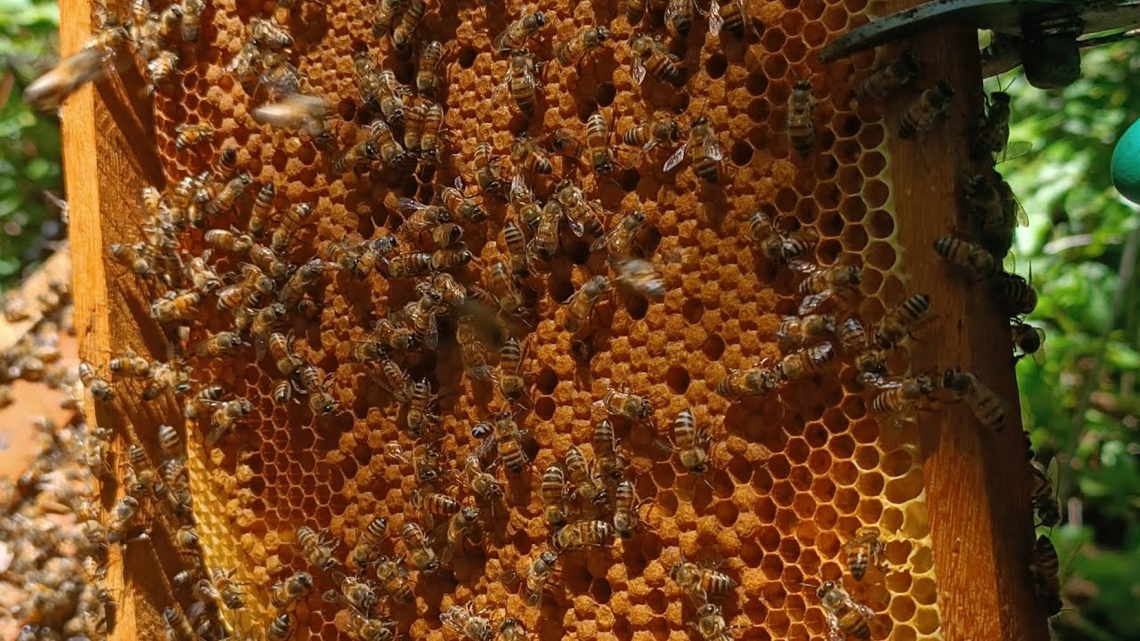 4 alimentação da caixa pintada 🐝❤️🍯🙏