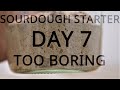 DAY 7｜Sourdough Starter｜TOO BORING