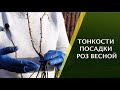 ЗАГЛУБЛЯТЬ ИЛИ НЕТ? СЕКРЕТЫ ПОСАДКИ РОЗ ЛАРИСЫ ЗАРУБИНОЙ!